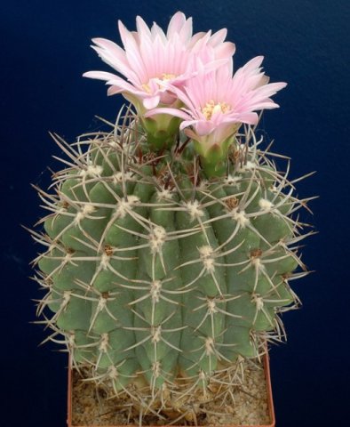 Gymnocalycium_achirasense_2